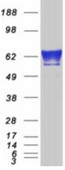 SDS-PAGE (FKBP10-58H).jpg